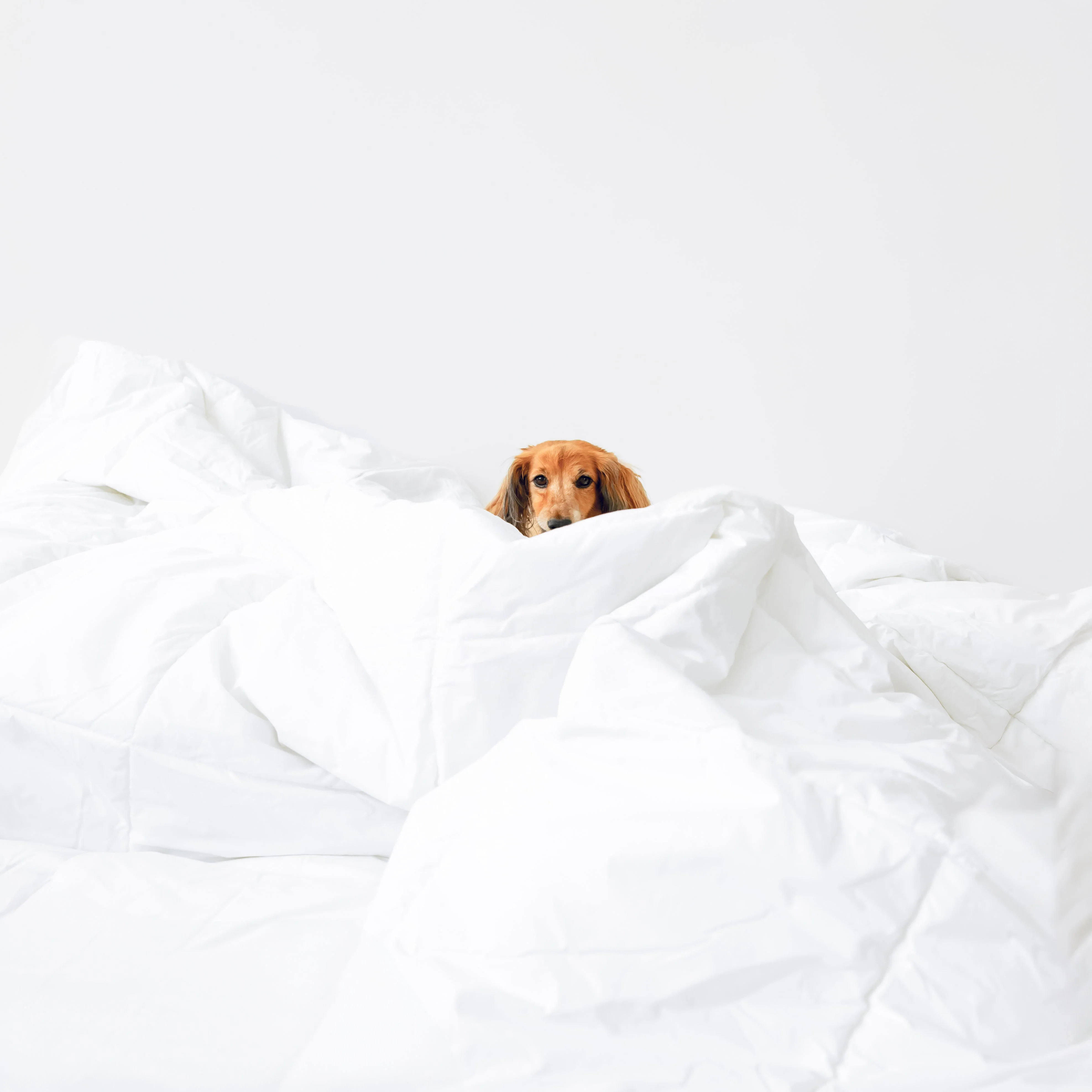 100% Cotton Duvet Insert (Sale) - Image 5